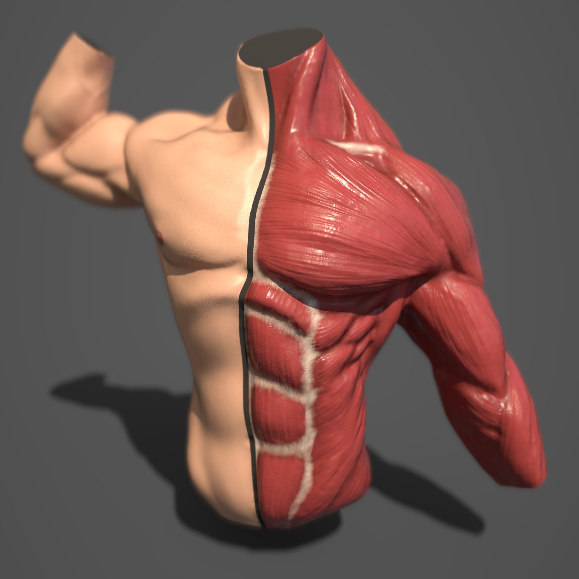Artstation Male Torso Anatomy