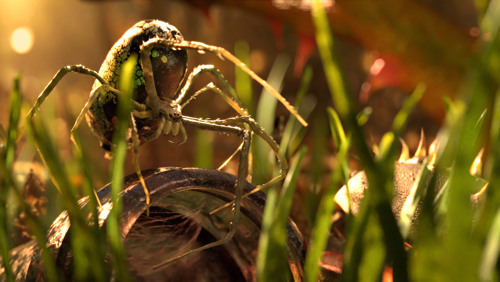 Leucauge Venusta