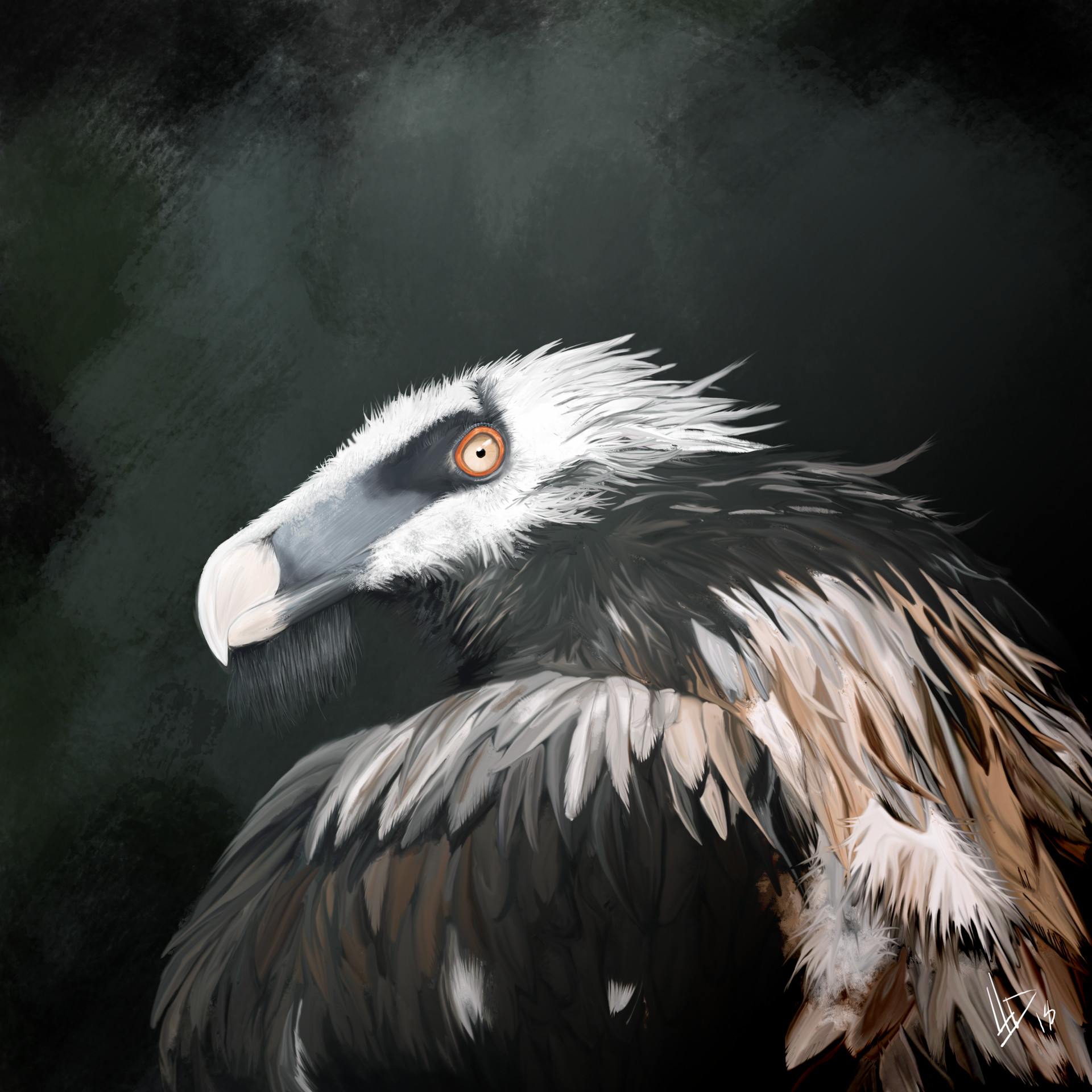 Artstation Bearded Vulture Digital Painting Hristian Djokic