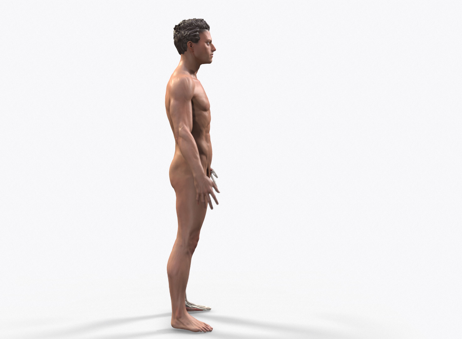 ArtStation - Ecorche: Male Anatomical Reference - http://cbr