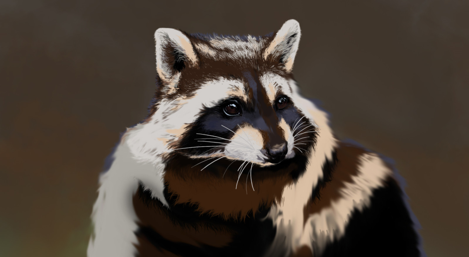 Raccoon close up.