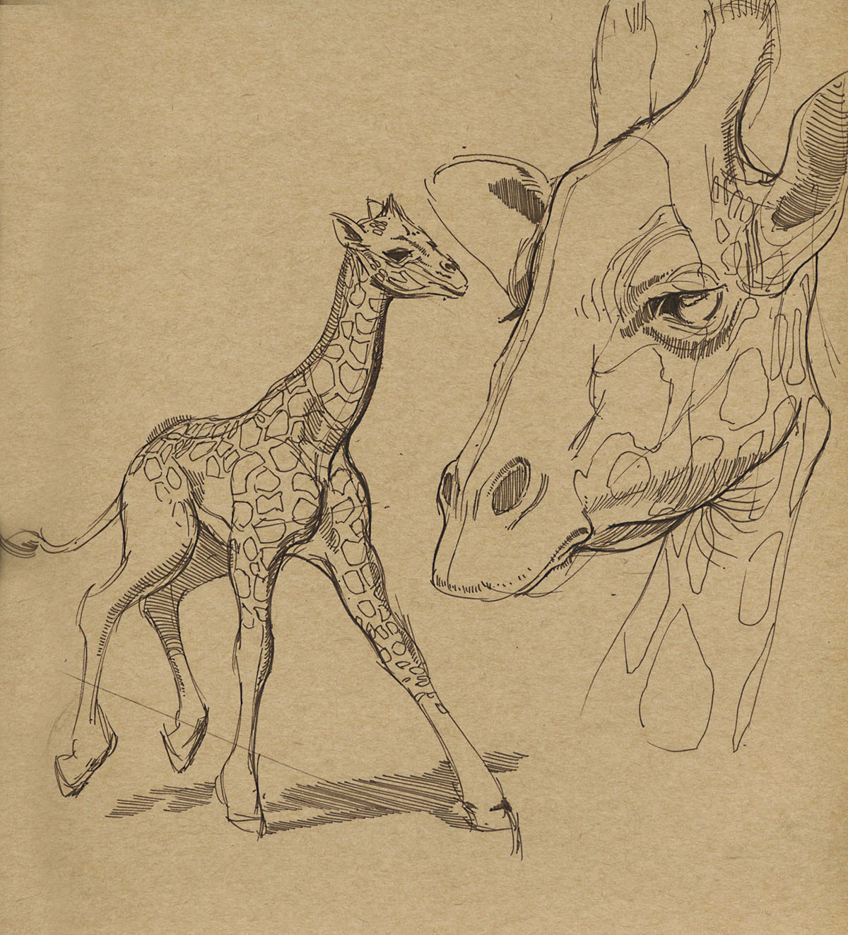 Foundation Art Group - Foundation Art Group - Dynamic Sketching: Zoo ...