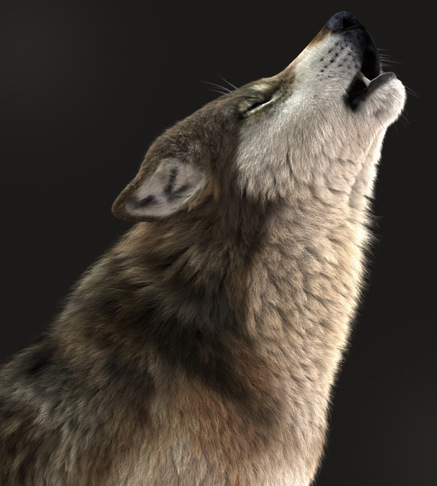 Howling wolf