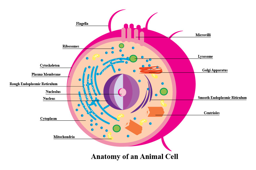 Graphic designed to illustrate the parts making up an animal cell, for educational purposes. 