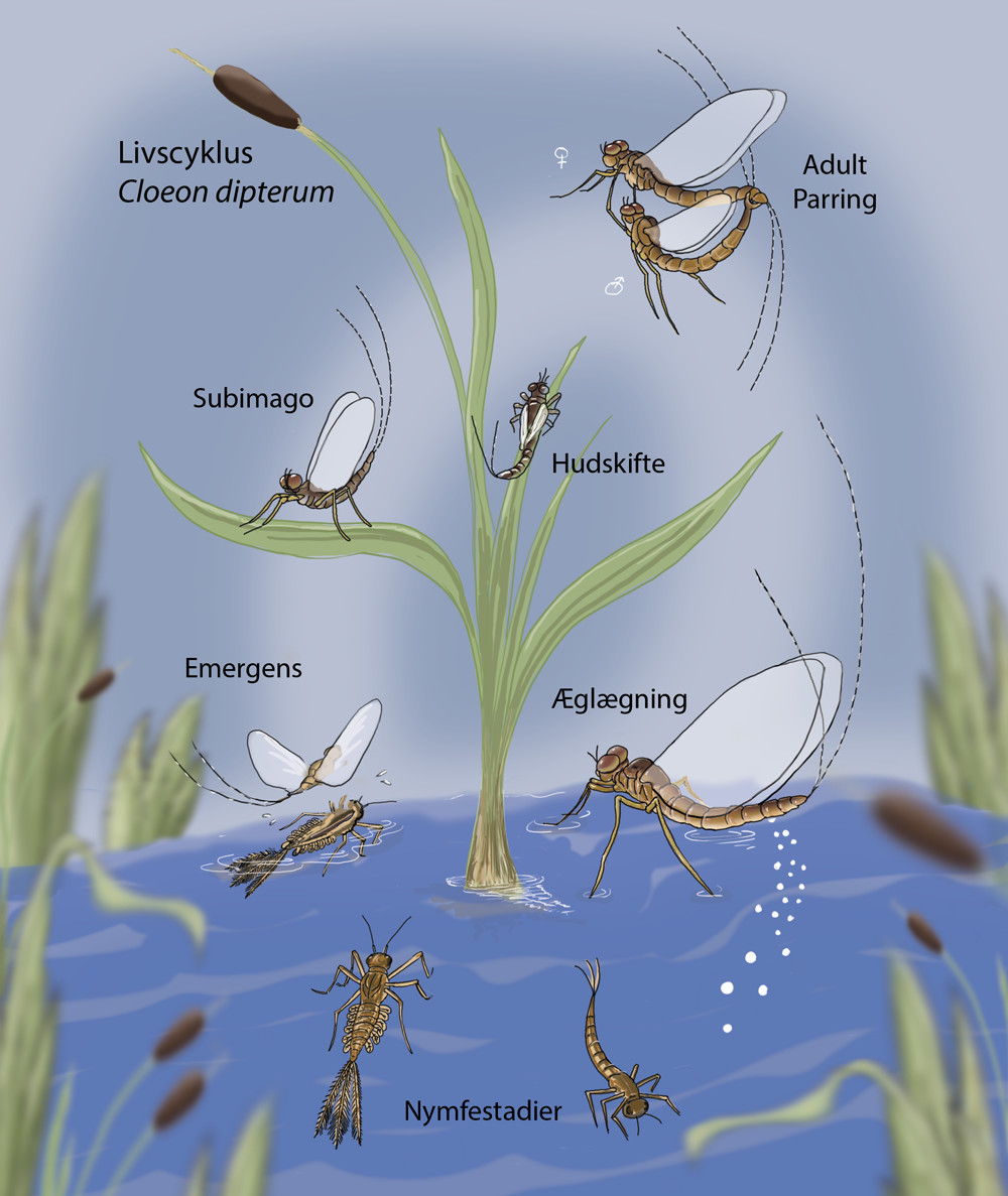 Life cycle of the mayfly Cloeon dipterum (Photoshop from several scanned pencil drawings; Redrawn and arranged in photoshop)
