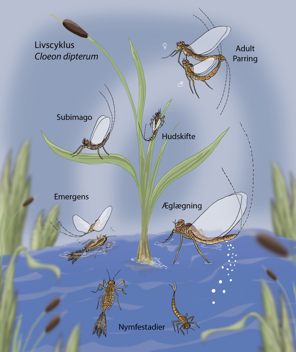 mayfly-behind-the-scenes-of-the-mayfly-project