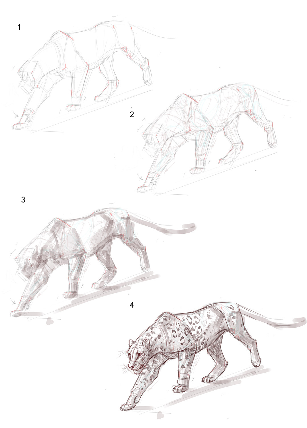 Foundation Art Group - Foundation Art Group - Animal Anatomy ...
