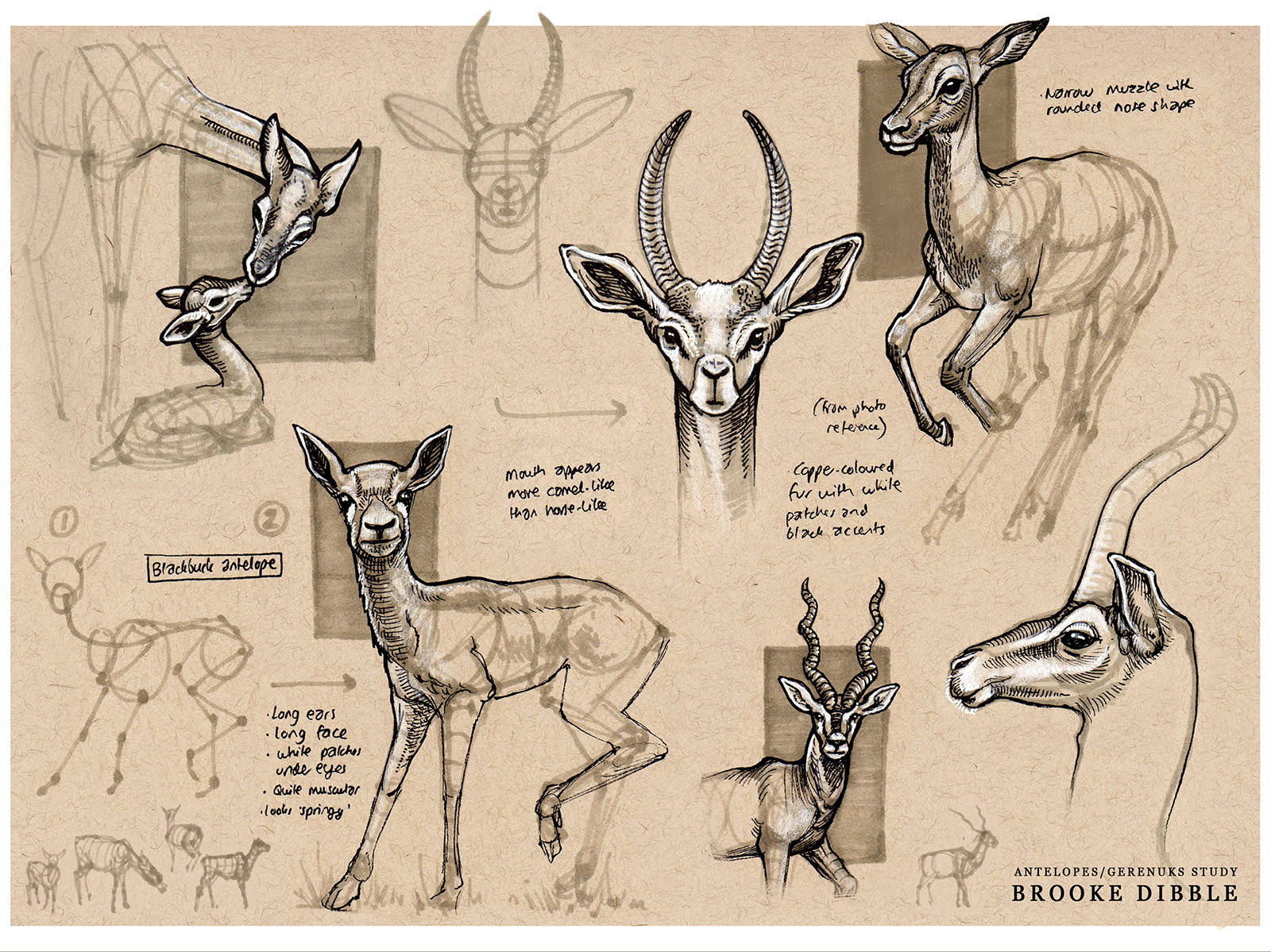 Brooke Dibble - Artist - Some quick studies last week of a blackbuck  antelope - no digital again, whaaaa? Loving the toned tan sketchbook 👌