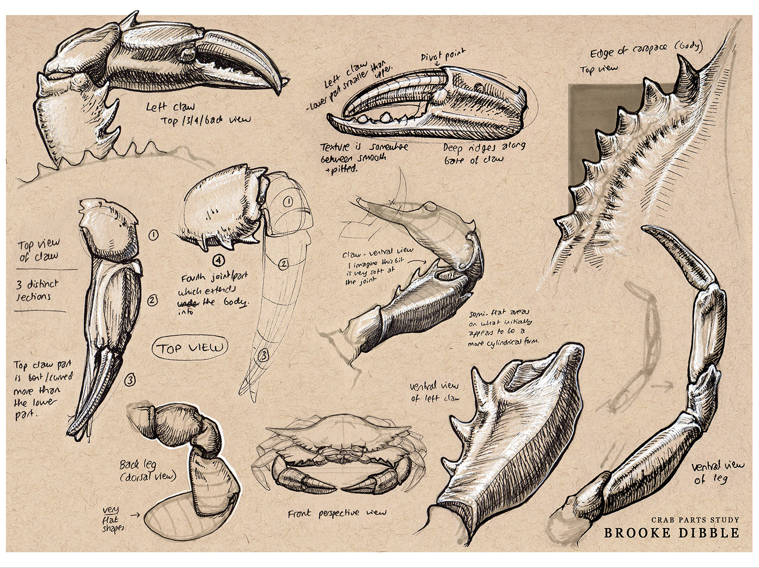 ArtStation Crab claw studies