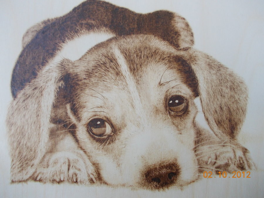 Alex Verber Sad Puppy Alex Verber Sad Puppy