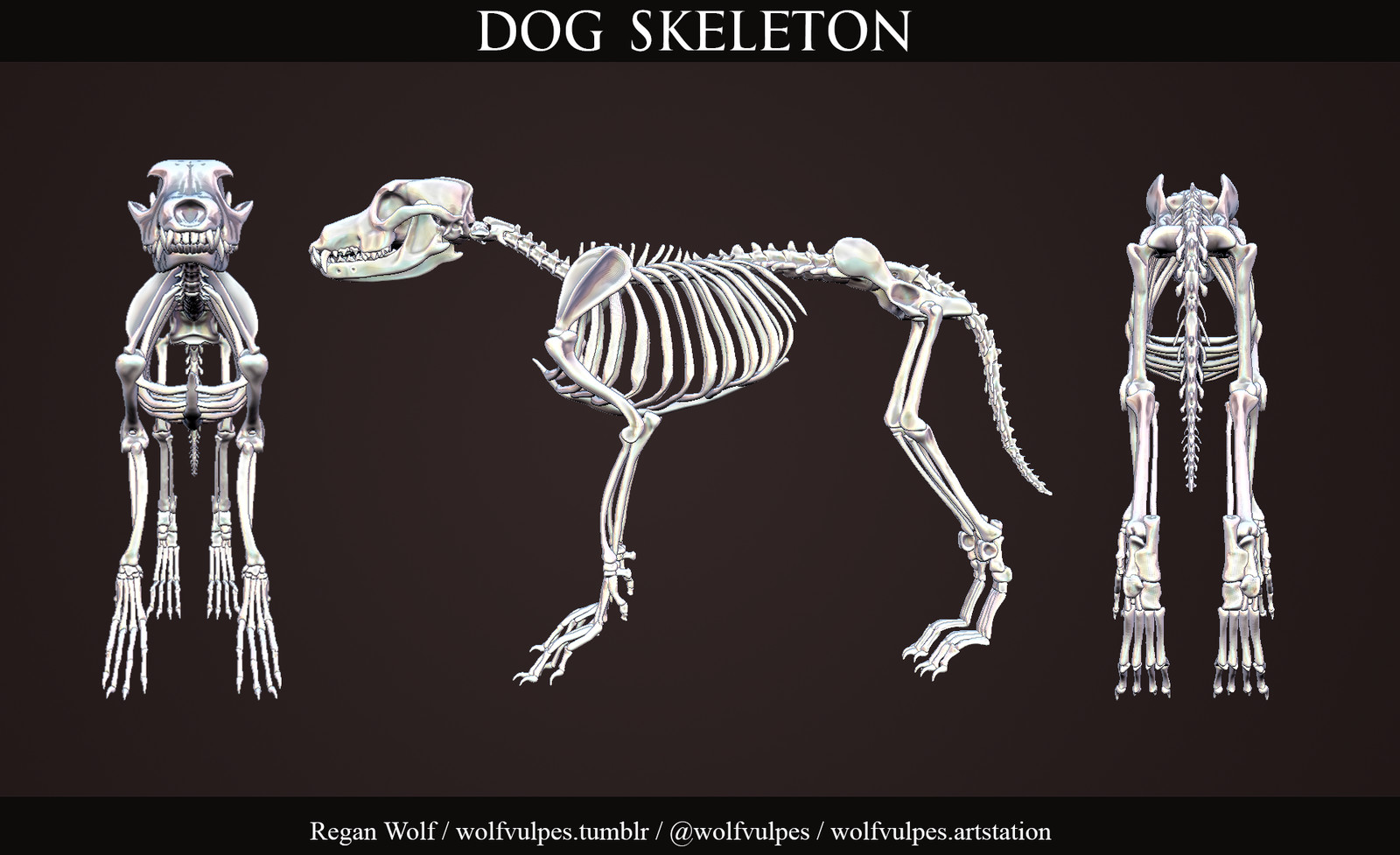 images Wolf Skeleton Vs Dog Skeleton dog skeleton study sculpture ashton wolf