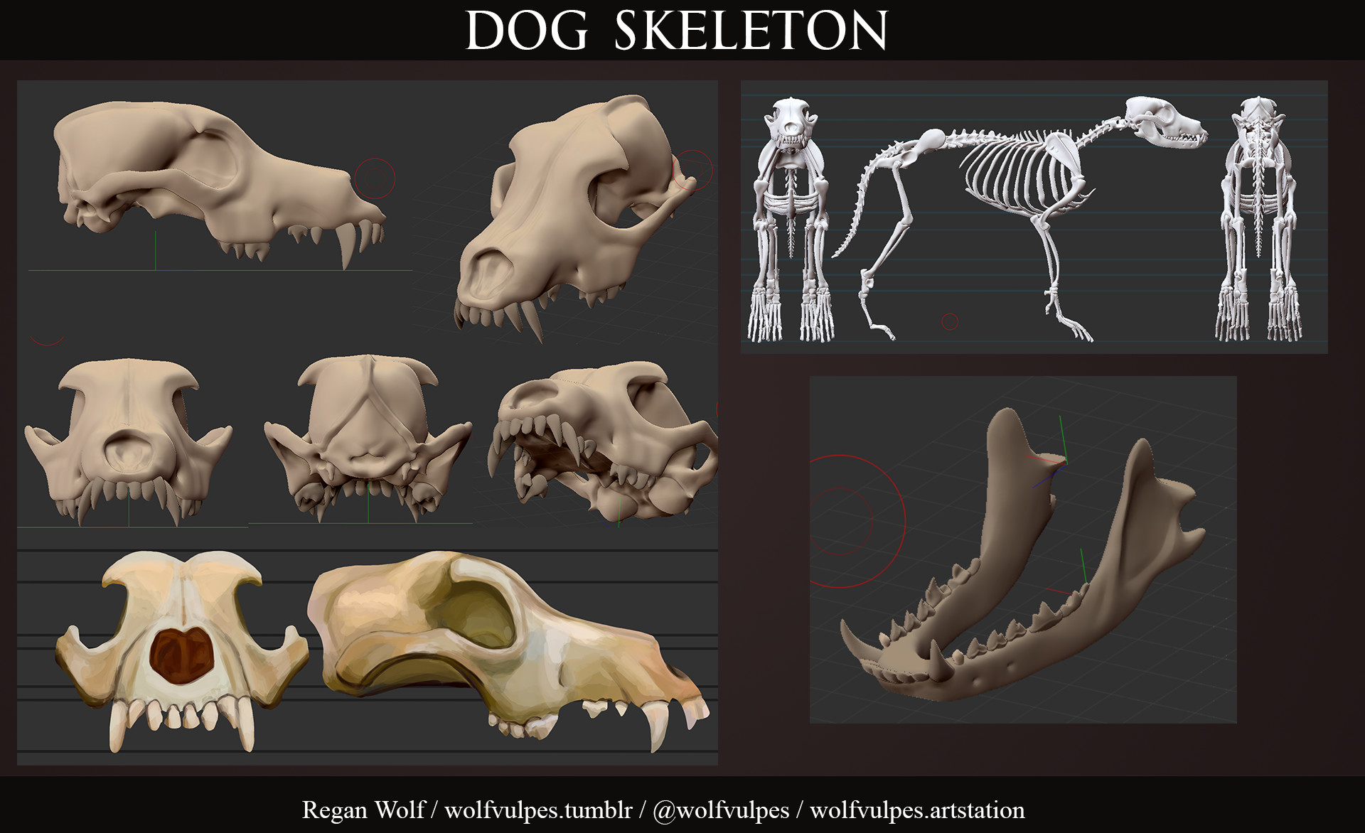 picture Wolf Skeleton Vs Dog Skeleton dog skeleton study sculpture ashton wolf