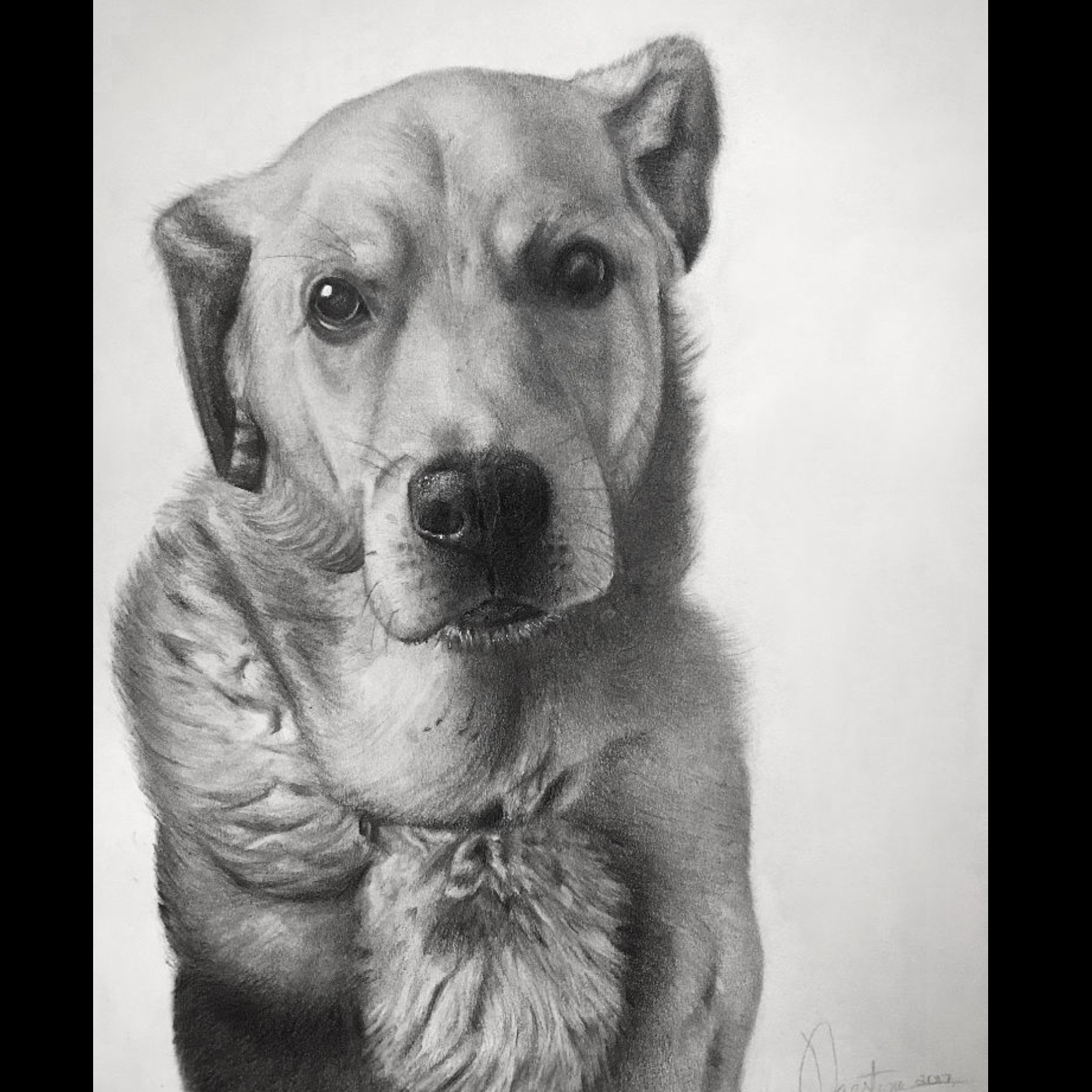 Personalised Pet Portrait Sketch By Letterfest | notonthehighstreet.com