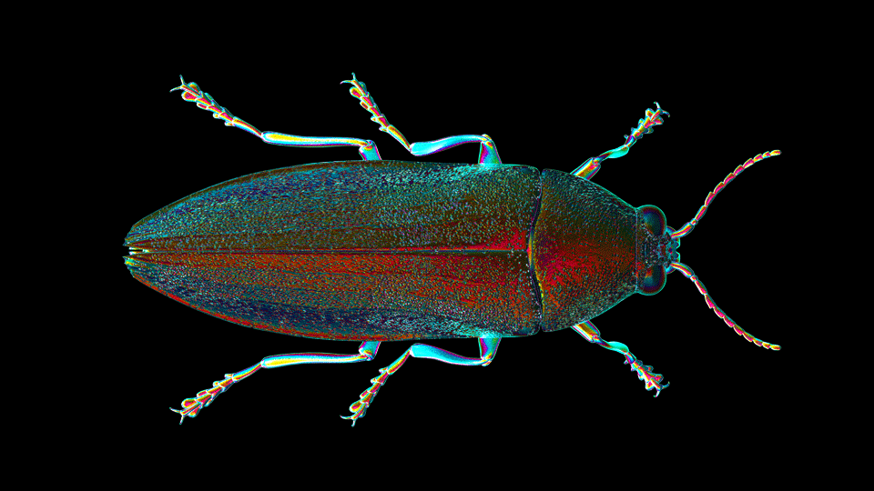 Takumi Hasegawa - 大和玉蟲 (Jewel beetle) Takumi Hasegawa - 大和玉蟲 (Jewel beetle)
