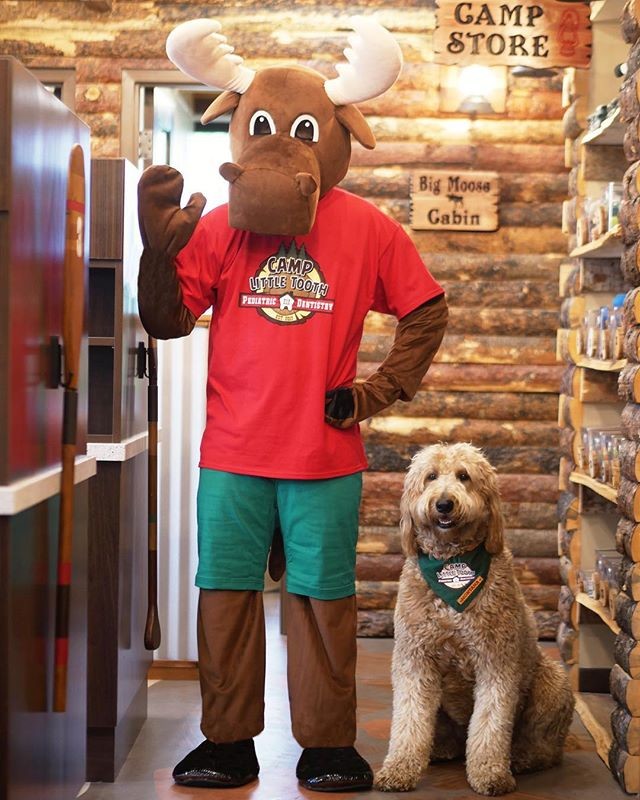 Max the Moose and Montana the Camp Dog