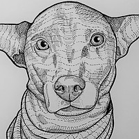 Artstation Pencil Drawings Animals Alex Belmonte