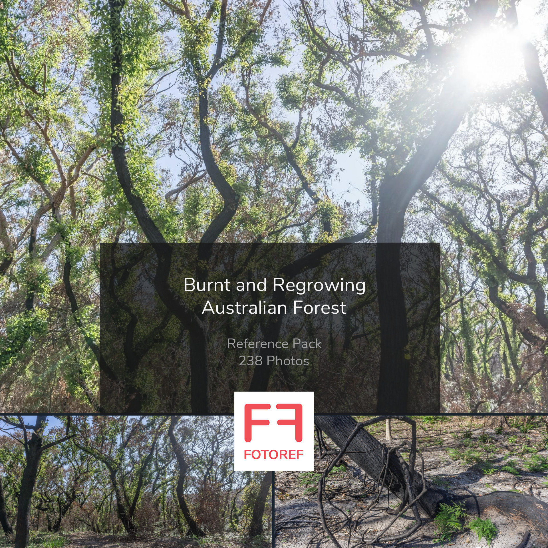 Artstation 238 Photos Of Burnt And Regrowing Australian