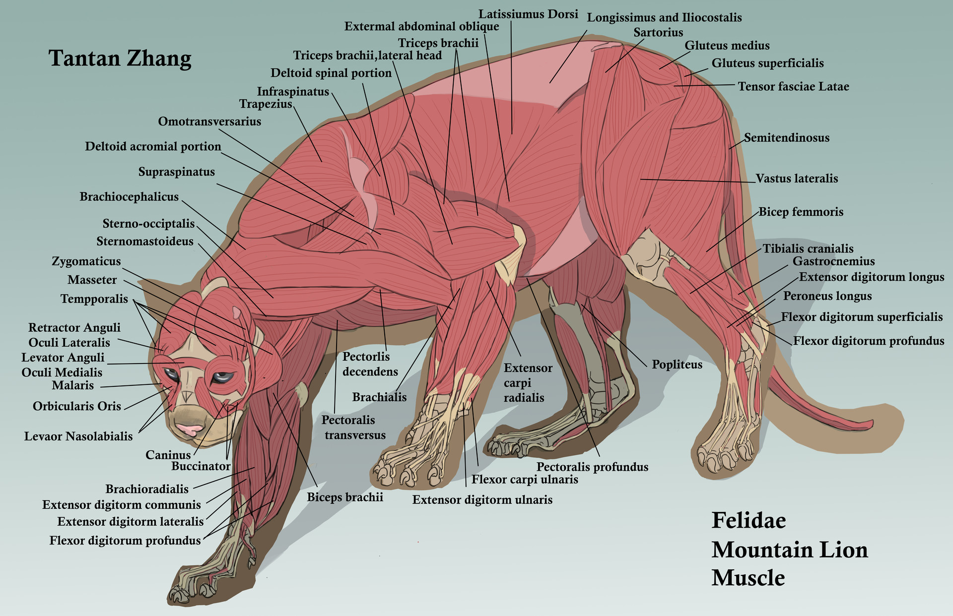 mountain lion figure
