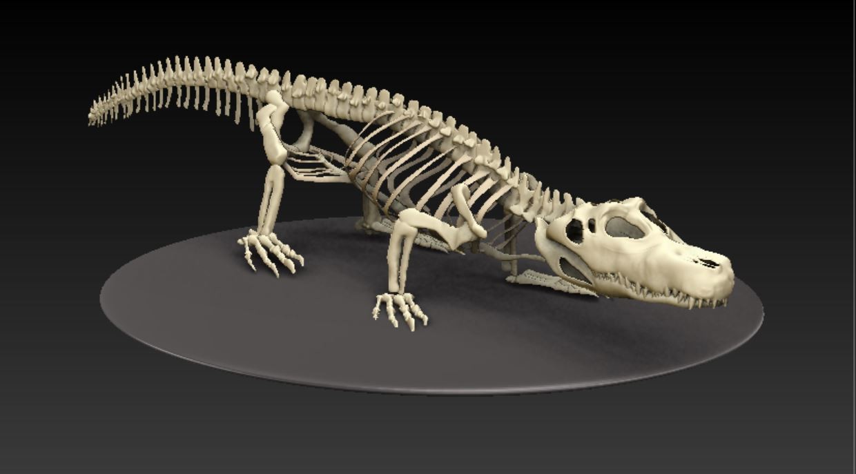 gator bone