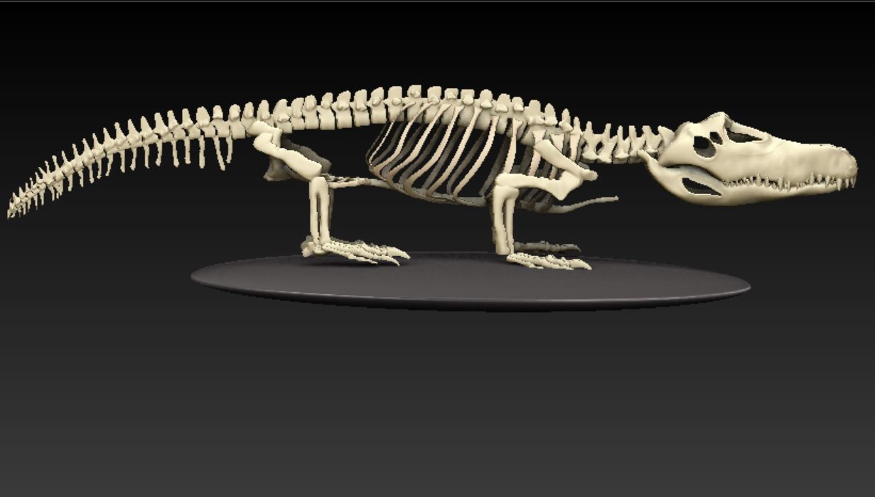 gator bone