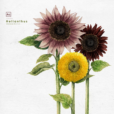 Mandy anselmo sunflowers
