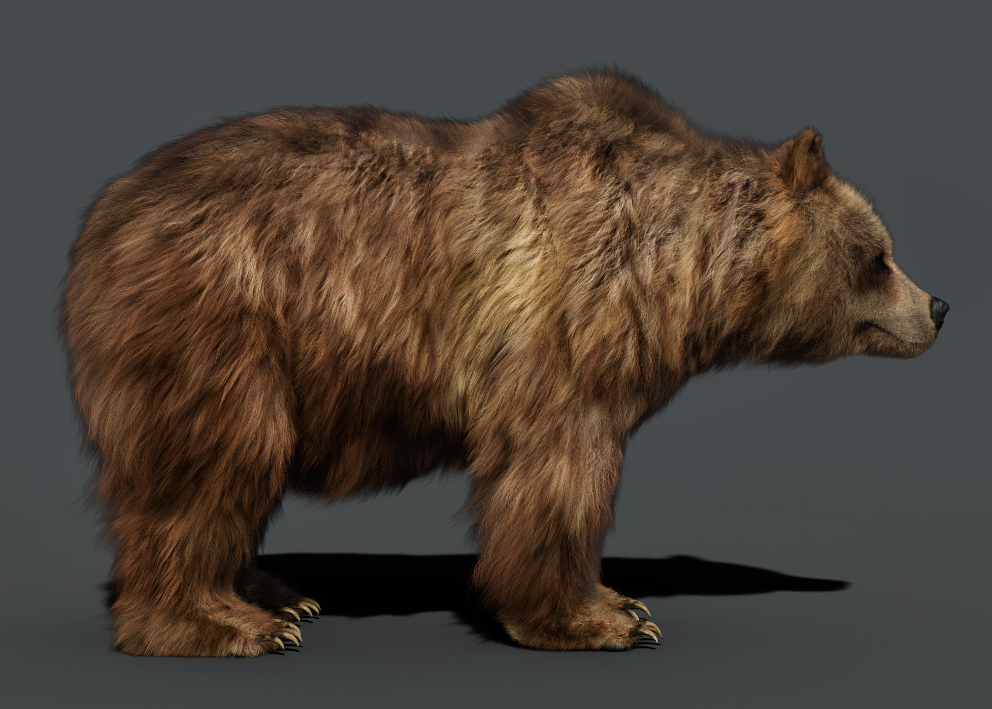 Alessandro Mastronardi - Brown Bear 3D model