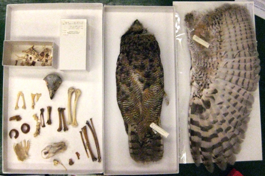 Skins and bones at Burke Museum
