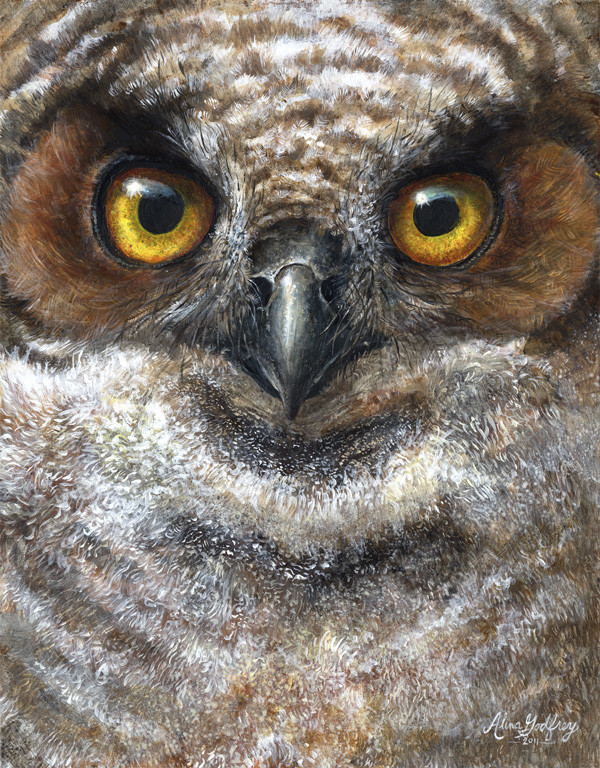Young Great Horned Owl