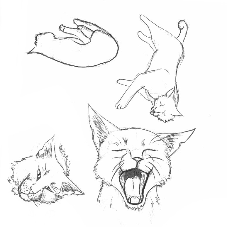 Artstation Cat Gestures Suzanne Adamson
