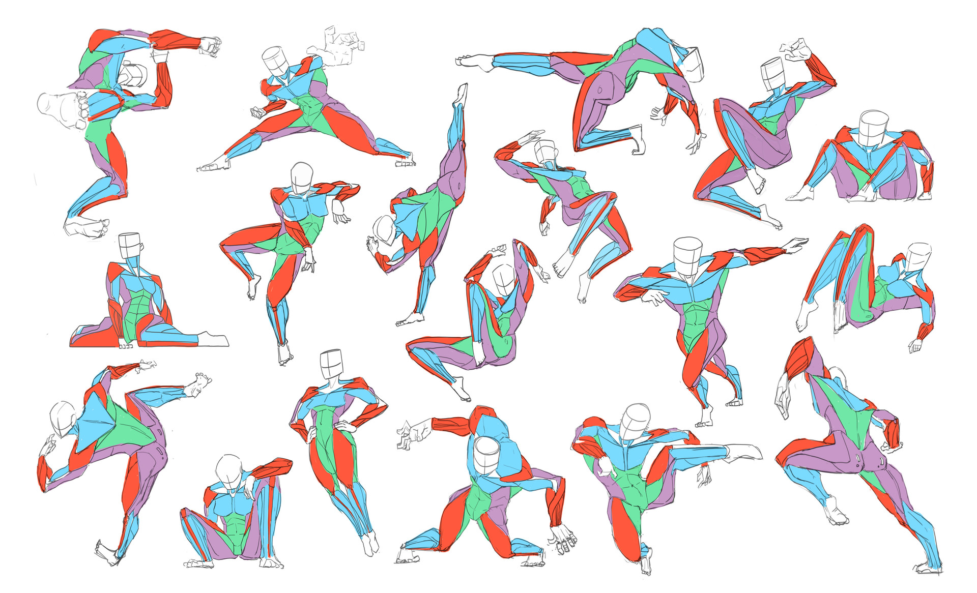 dynamic anatomy study Biology Diagrams