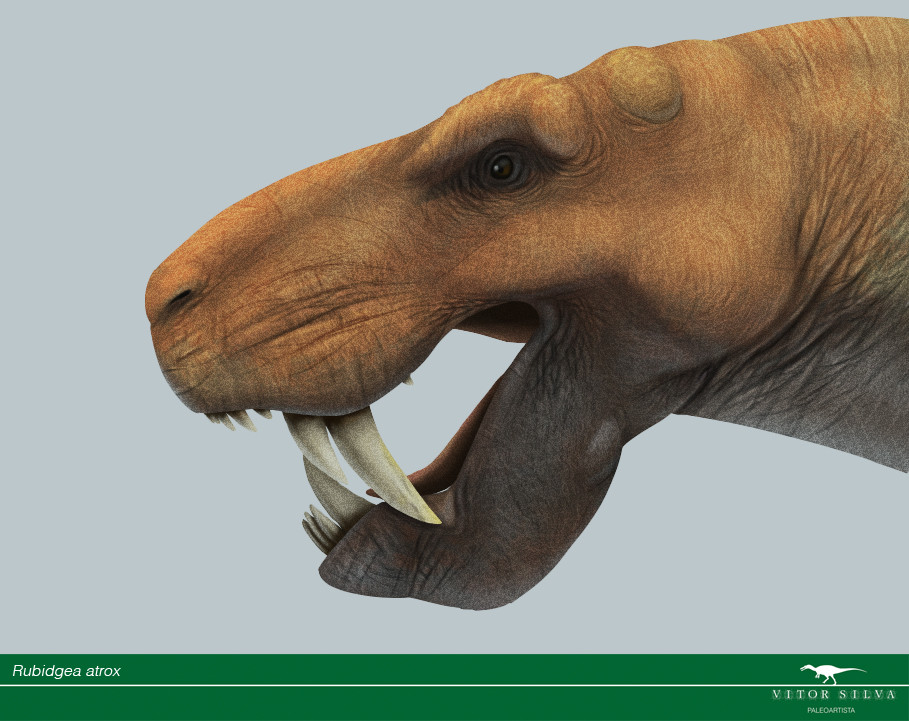 Rubidgea. 2 upper canines are shown at the left side, as seen in the species' holotype (RC 13). This because the animal has a replacement canine erupting.