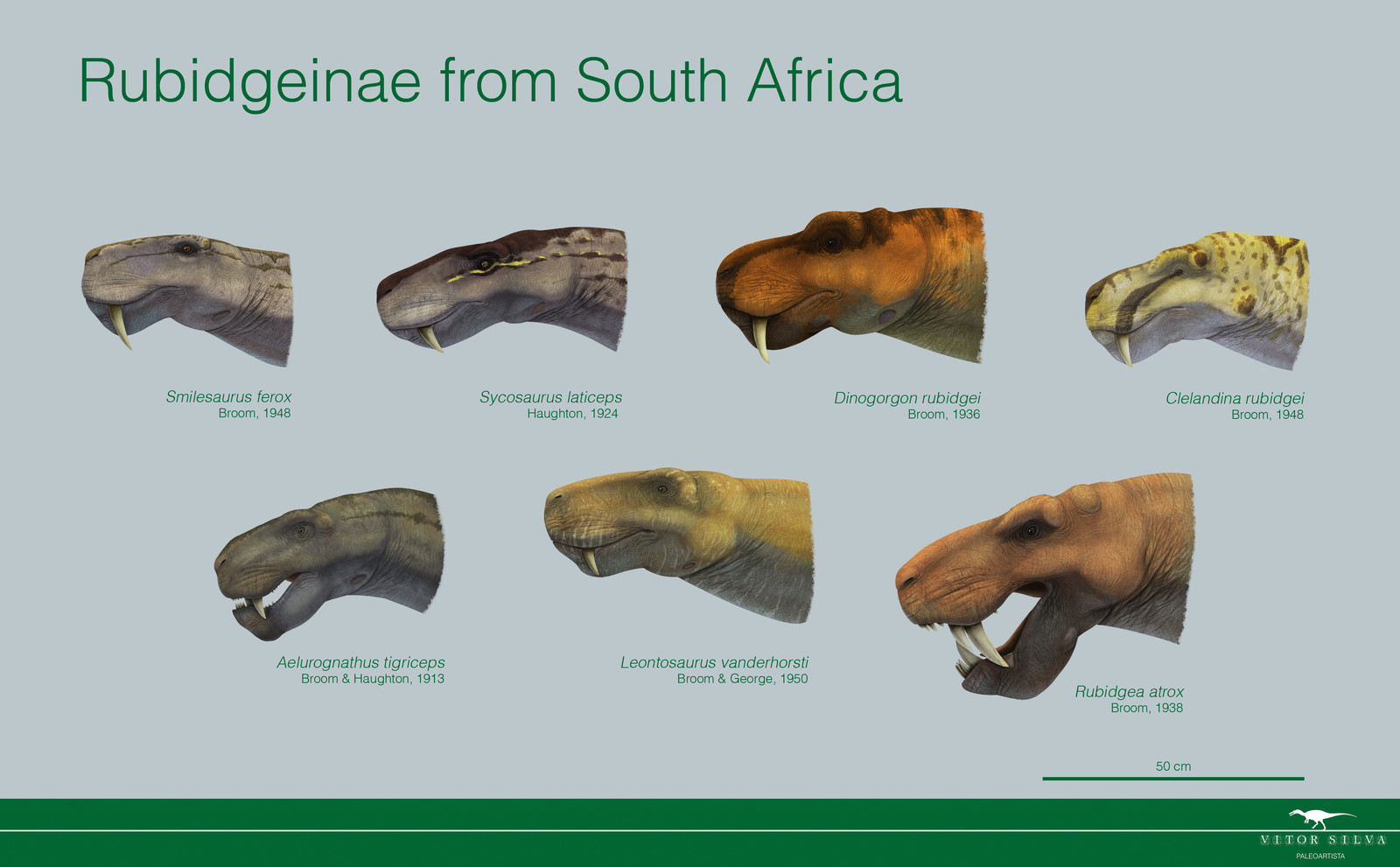 The Rubidgeinae from South Africa