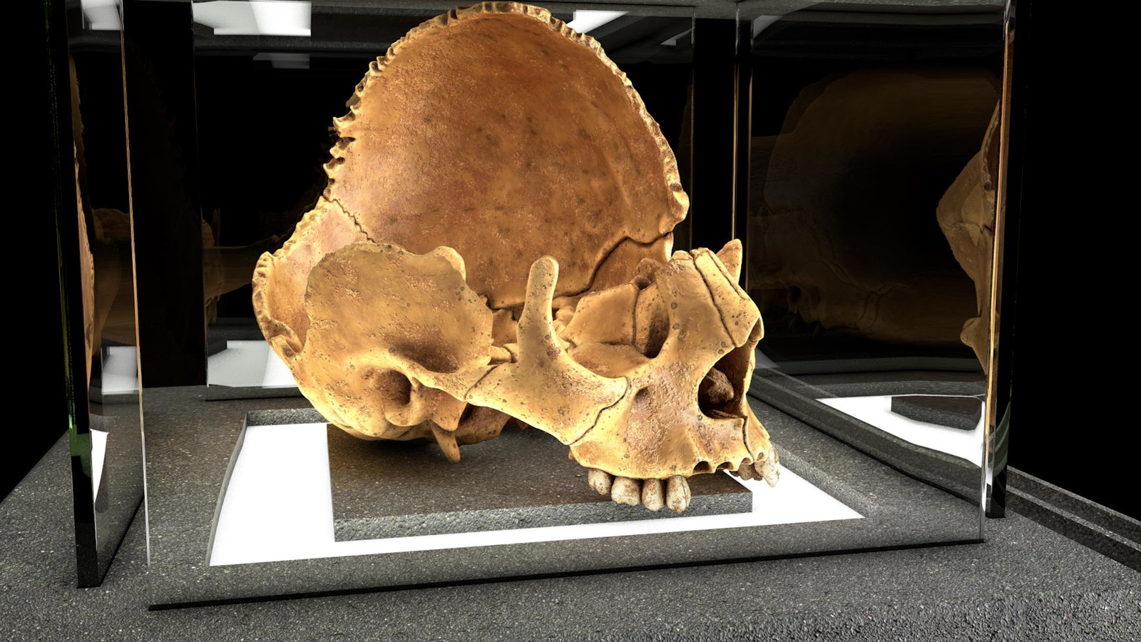 Remains of a human skull 