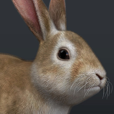 In game Rabbit
