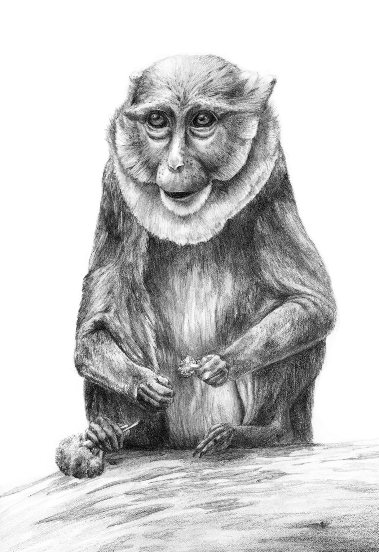 ArtStation - Allen's Swamp Monkey