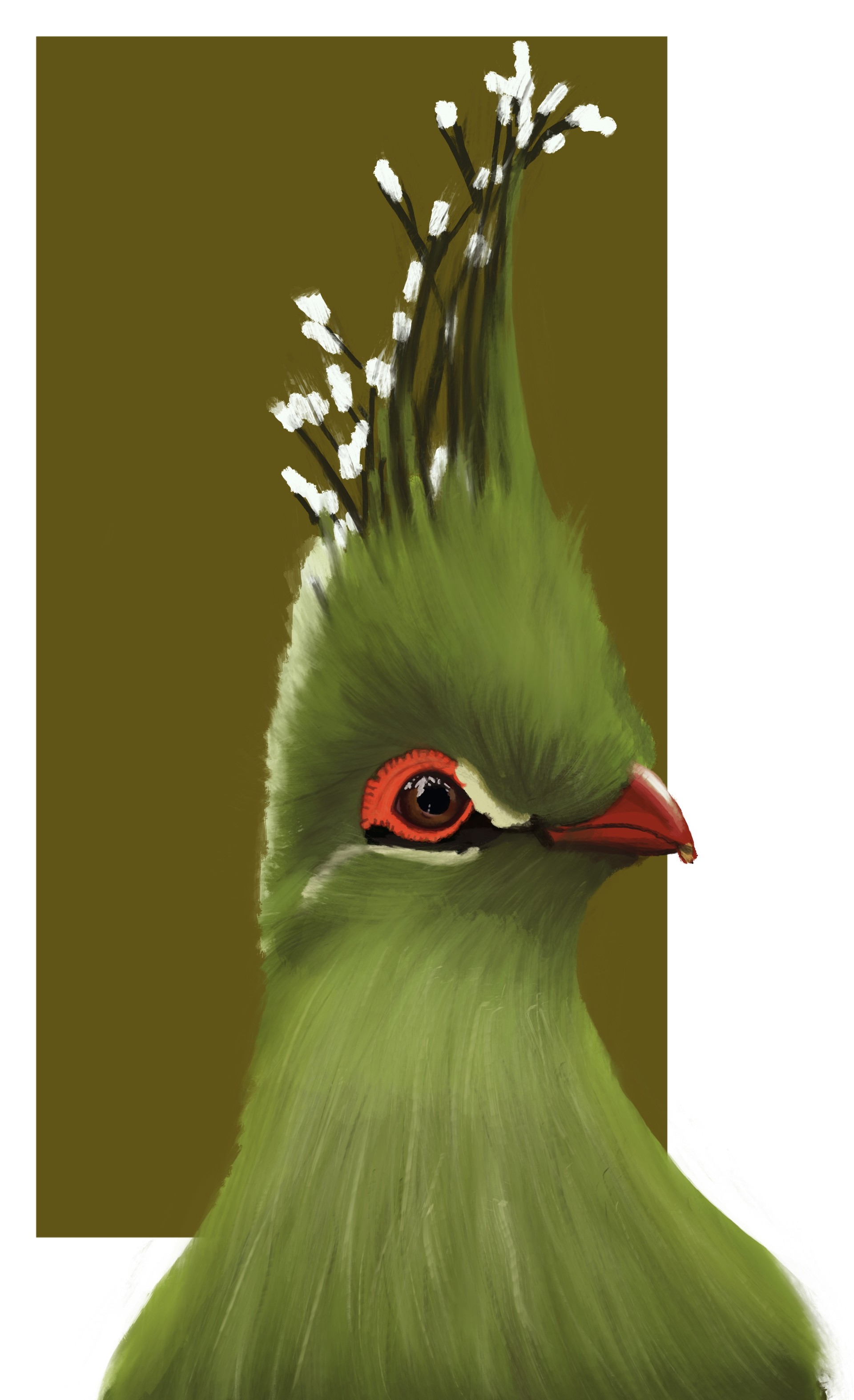 Schalow’s Turaco Bird : r/AnimalPorn