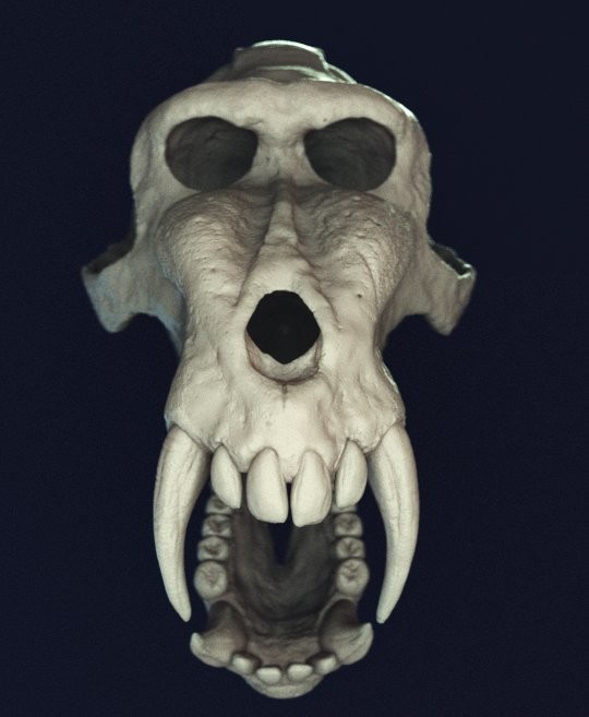Shoji Ando Mandrill Skull Shoji Ando Mandrill Skull