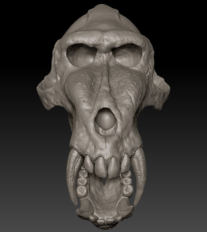 Shoji Ando Mandrill Skull Shoji Ando Mandrill Skull