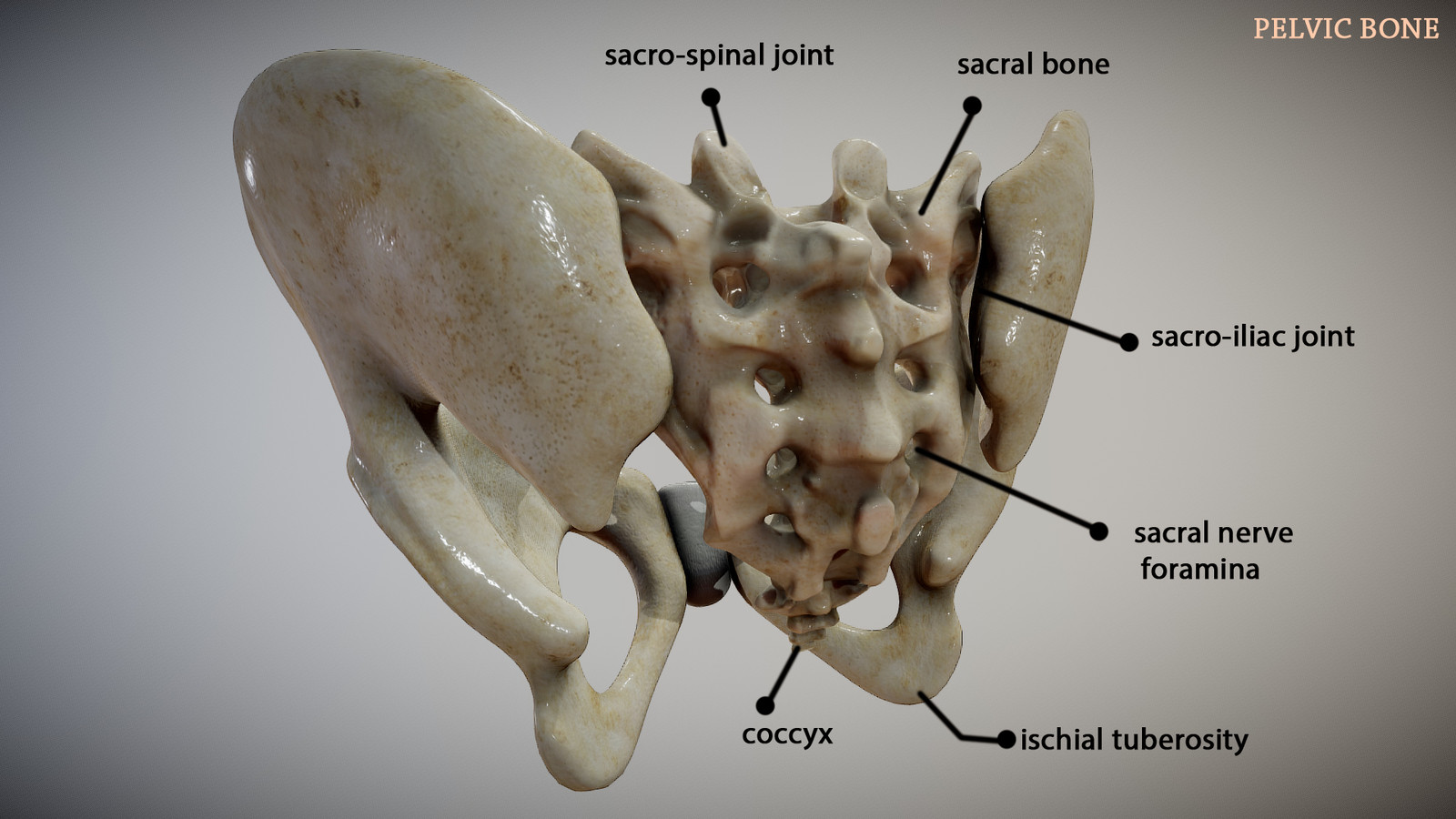 Sherif Megahed - Pelvic Bone Anatomy
