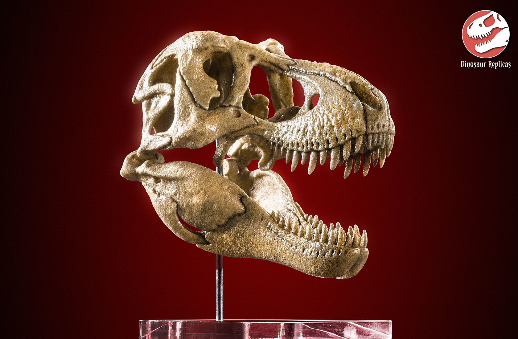 ArtStation - Dinosaur 3D printed skull 