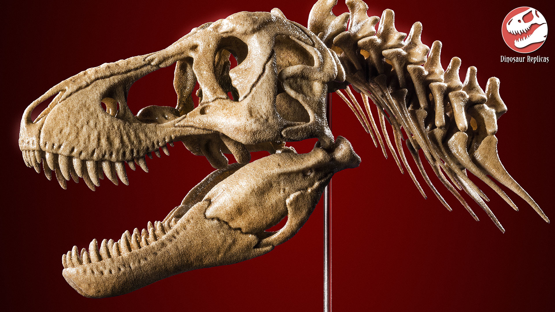 dinosaur-replicas-neckskull-rex-artstati