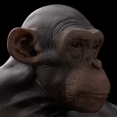 Dimax esteban araujo chimp render6
