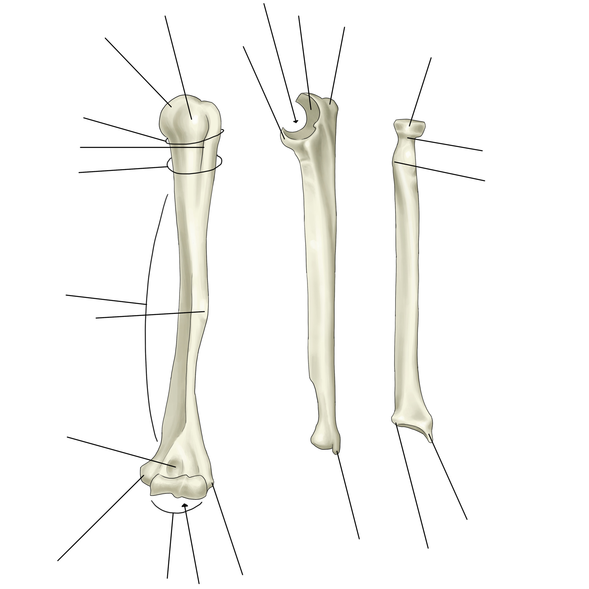 ArtStation - Bones & Bony Landmarks Worksheets