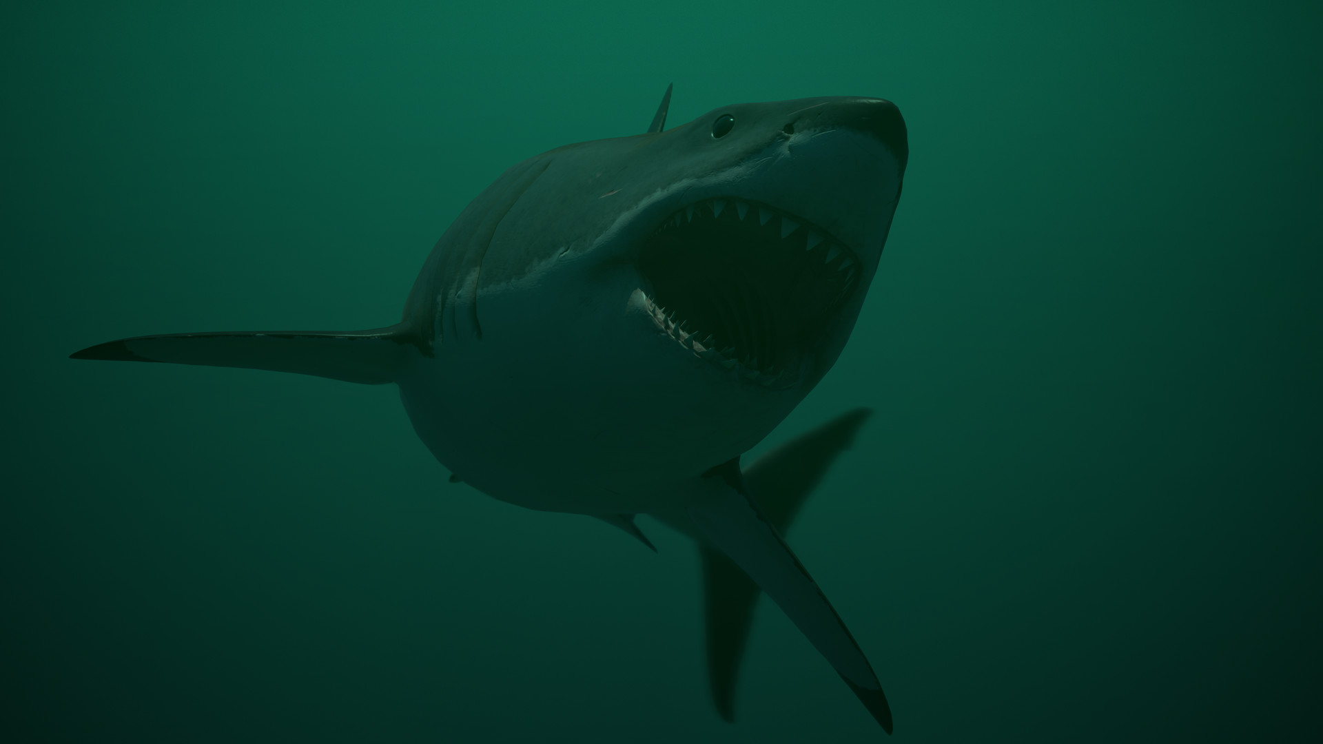 Artstation Great White Shark Mathias Axelsson Scientists tagged over 30 great white sharks last fall — more than they had ever done in a single season. great white shark mathias axelsson