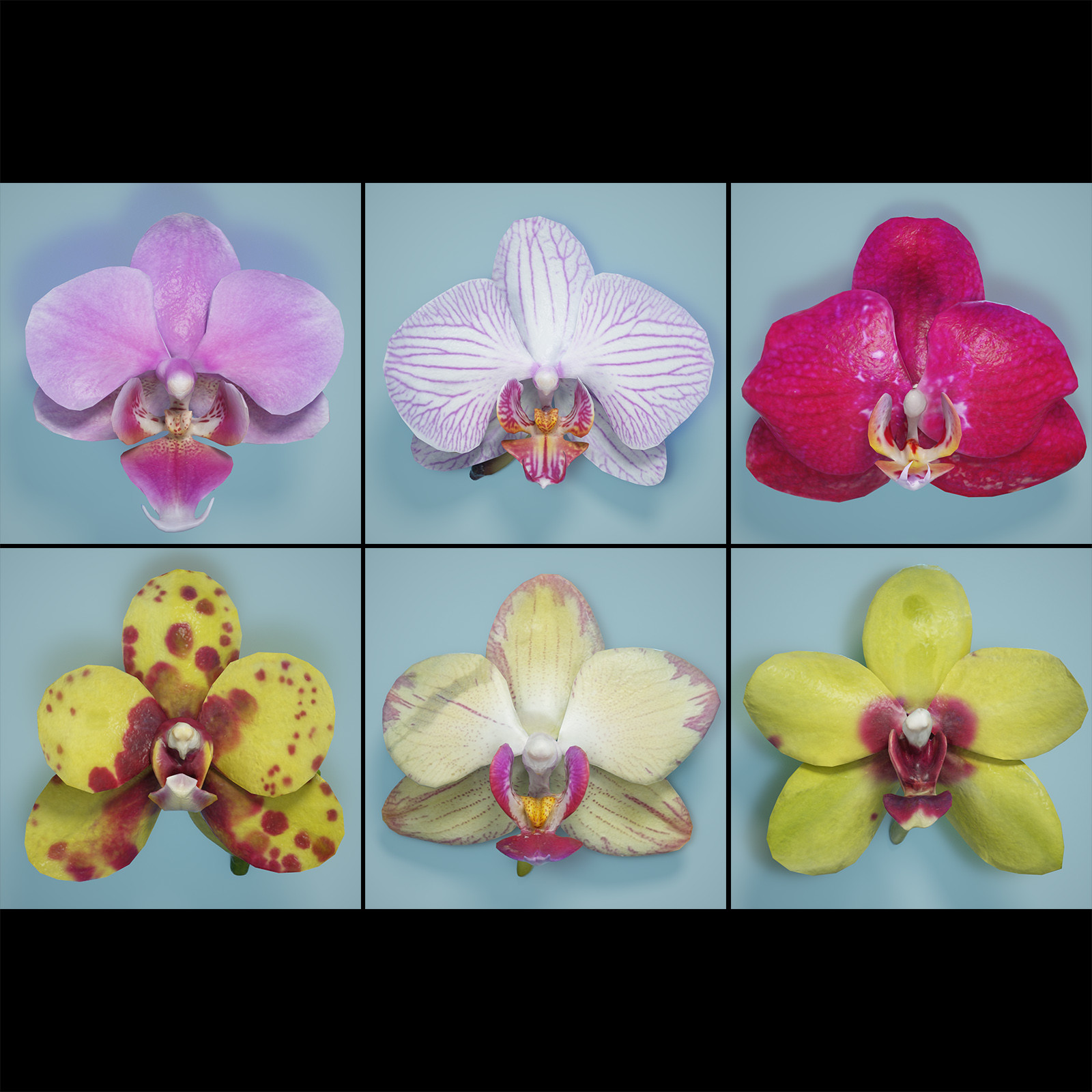Polygonal Miniatures Orchid Collection