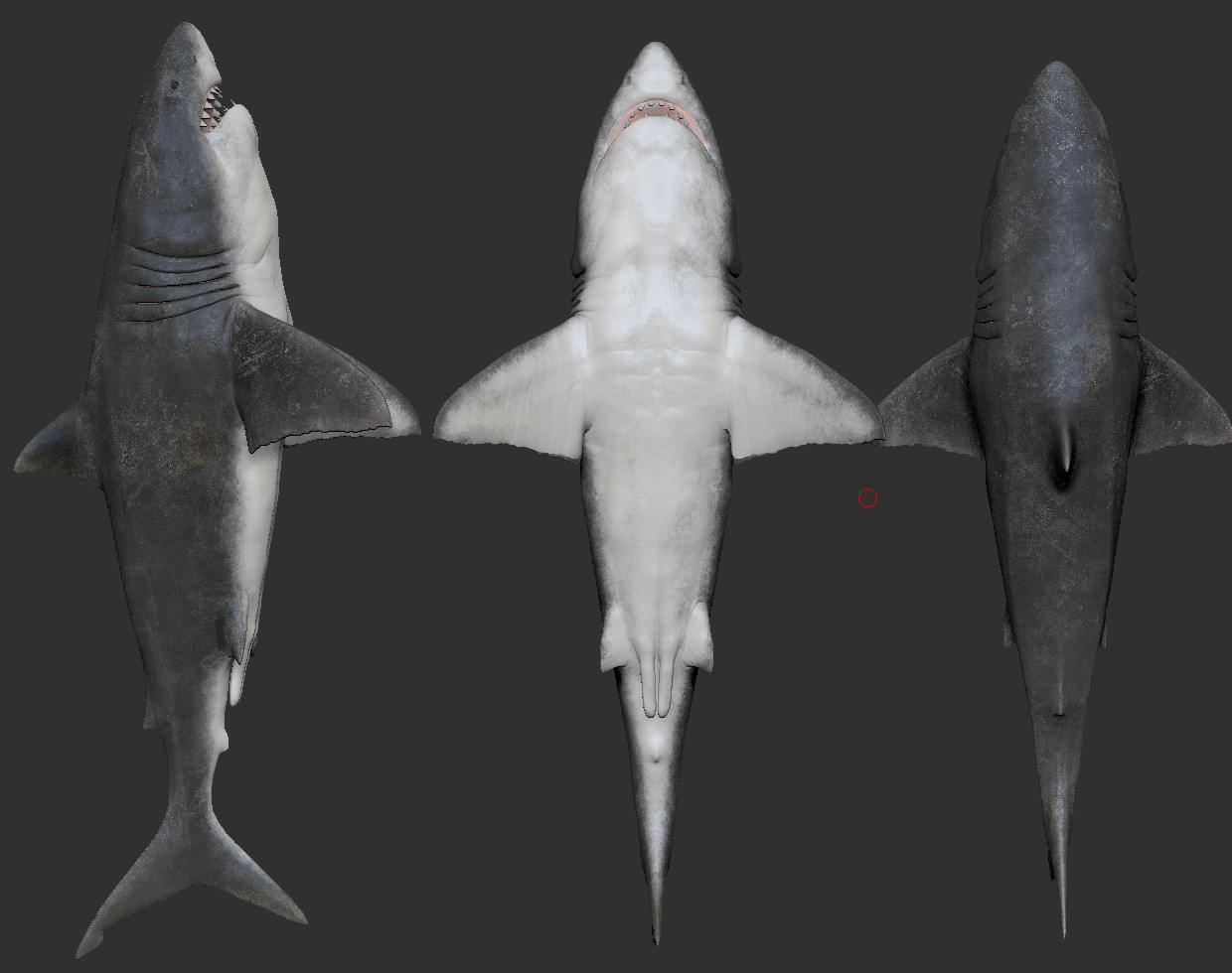 Agave Sharkskin Great White Shark 223 Agave Sharkskin (Victoria