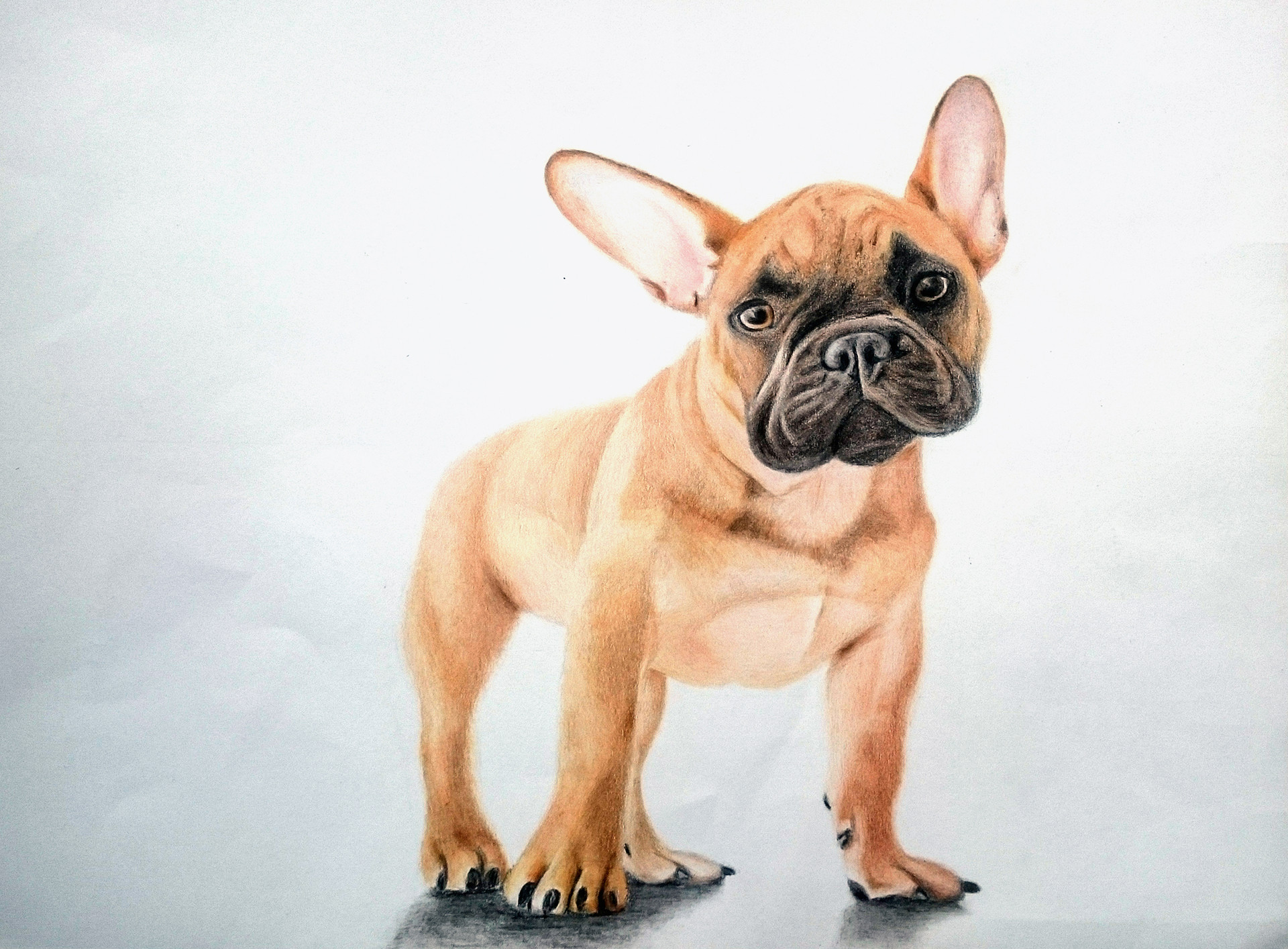 ArtStation - French Bulldog