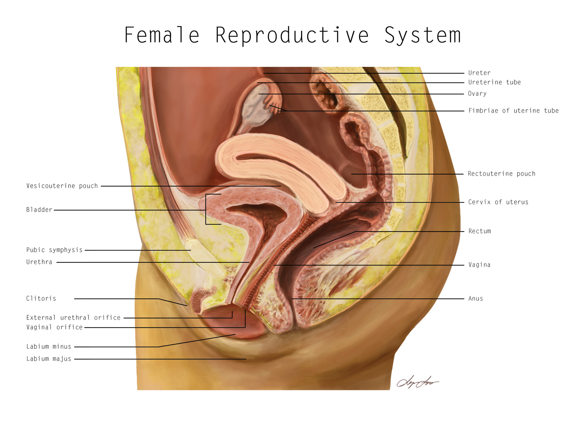 Строение женской вагины