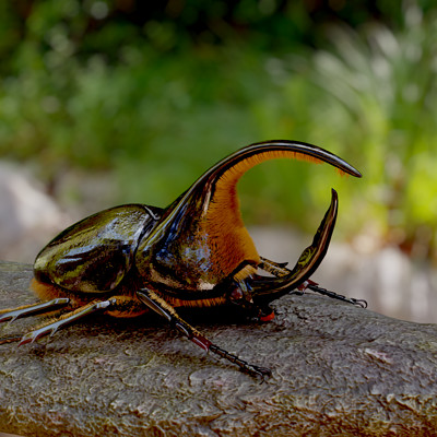 Htmi   dynastes satanus 07