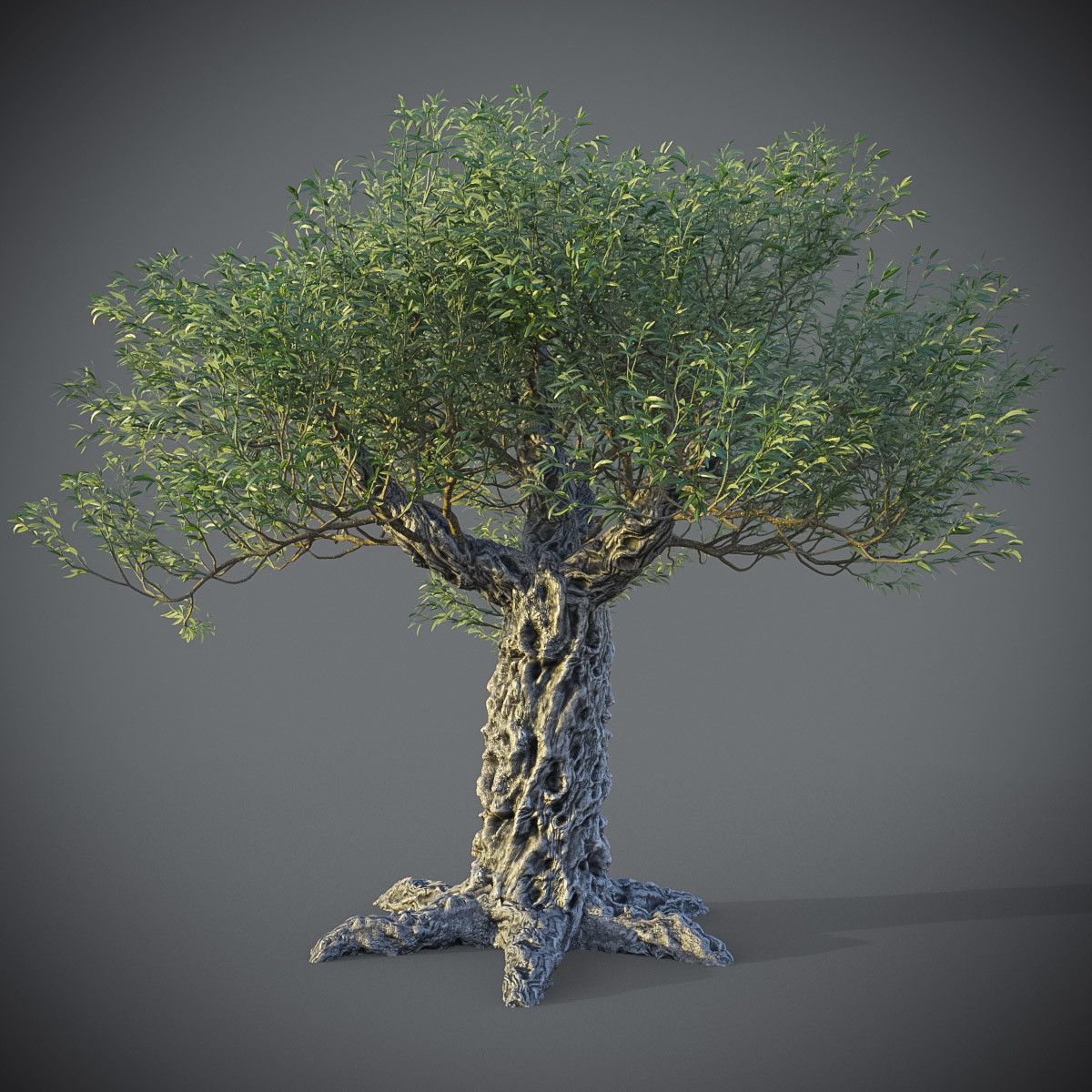 ArtStation - Animated 3dmodel of Olea europaea tree